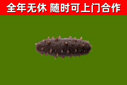 望都回收海参干